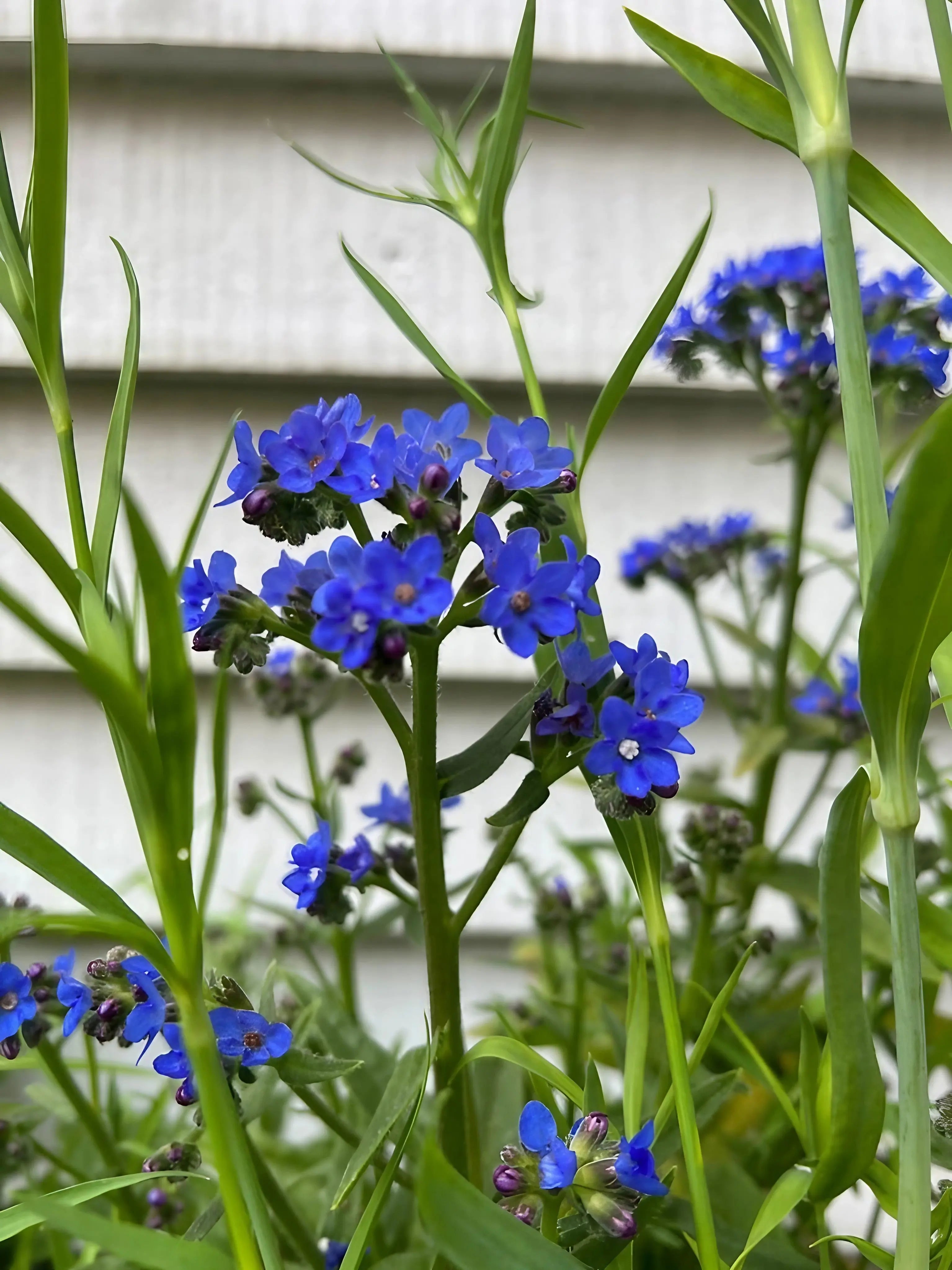 Anchusa Blue Angel by Bishy Barnabees Cottage Garden Ltd features clusters of vibrant blue wildflowers with small petals and grassy leaves, set against a light gray horizontally-paneled wall for a striking look.