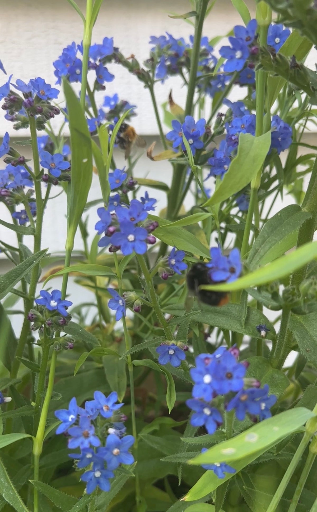 Close-up of Anchusa Blue Angel by Bishy Barnabees Cottage Garden Ltd: vibrant blue flowers with green leaves and stems, bees gathering nectar among the blossoms, all set against a soft background for natural charm.