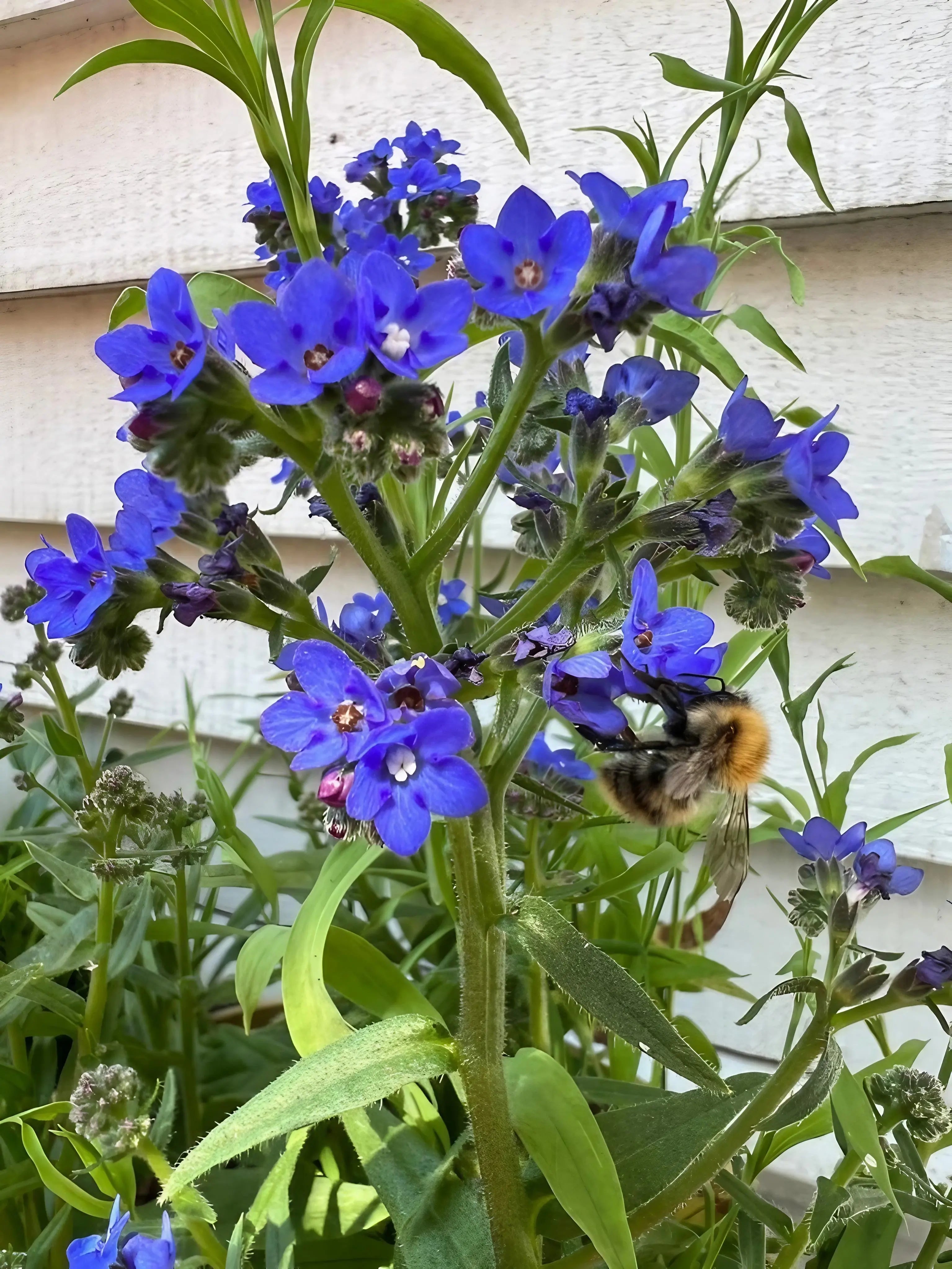 A bumblebee gathers nectar from Anchusa Blue Angel flowers by Bishy Barnabees Cottage Garden Ltd, their bright blue color and leafy green stems set against a white wooden wall with softly diffused light.