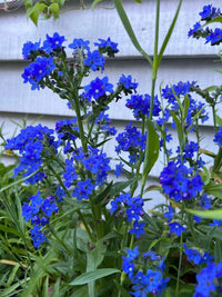 Anchusa Blue Angel by Bishy Barnabees Cottage Garden Ltd features clusters of vibrant blue flowers with small petals and green leaves, beautifully set against light gray wooden siding and soft natural foliage.