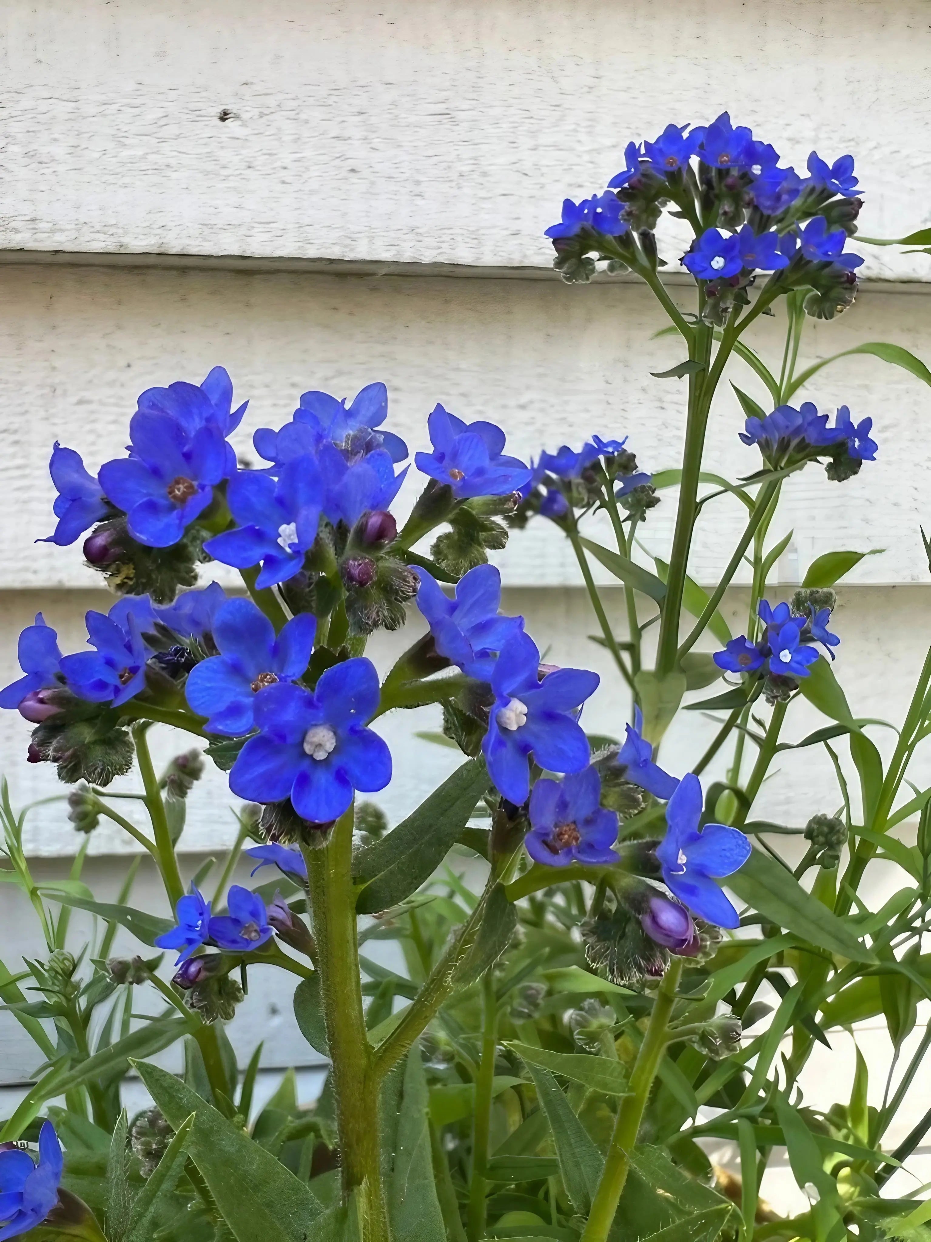 Anchusa Blue Angel by Bishy Barnabees Cottage Garden Ltd features bright blue five-petaled flowers on green stems and leaves, contrasting vividly against a white wooden wall for a striking natural display.