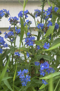 Dense clusters of vibrant blue Anchusa Blue Angel flowers from Bishy Barnabees Cottage Garden Ltd bloom on green stems, while a bee collects nectar among the blossoms against a white background.