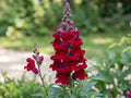 Antirrhinum Black Prince (Antirrhinum majus) – deep crimson snapdragon spike in a garden