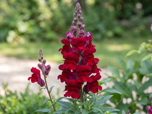 Antirrhinum Black Prince