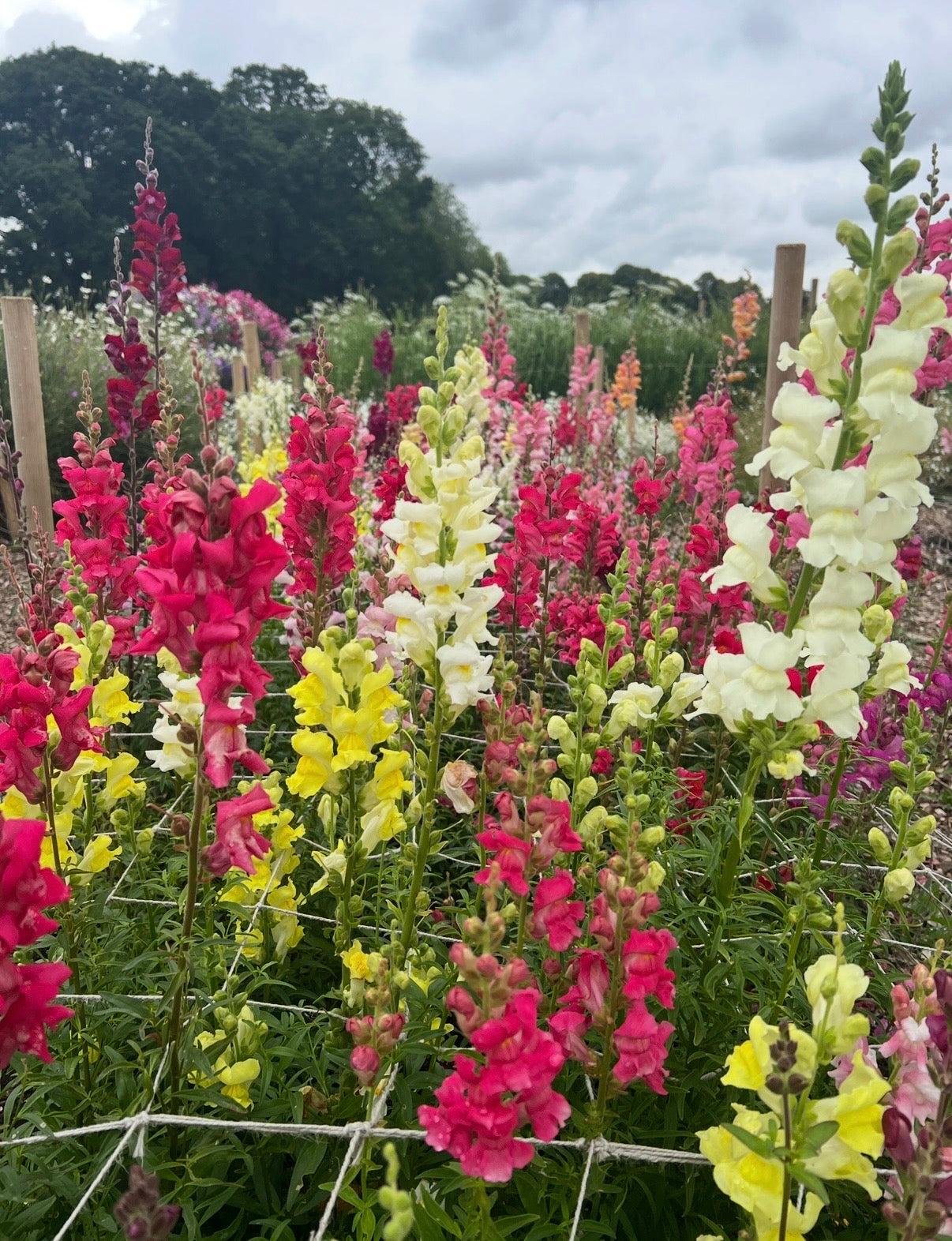Antirrhinum Crown Mixed by Bishy Barnabees Cottage Garden Ltd features vibrant snapdragon blooms in pink, red, yellow, and white, creating a striking border of color against lush green trees and a cloudy sky.