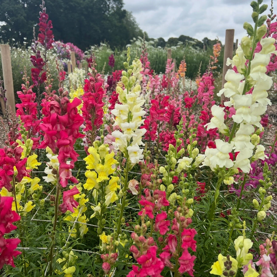Antirrhinum Crown Mixed by Bishy Barnabees Cottage Garden Ltd features vibrant snapdragon blooms in pink, red, yellow, and white, creating a striking border of color against lush green trees and a cloudy sky.