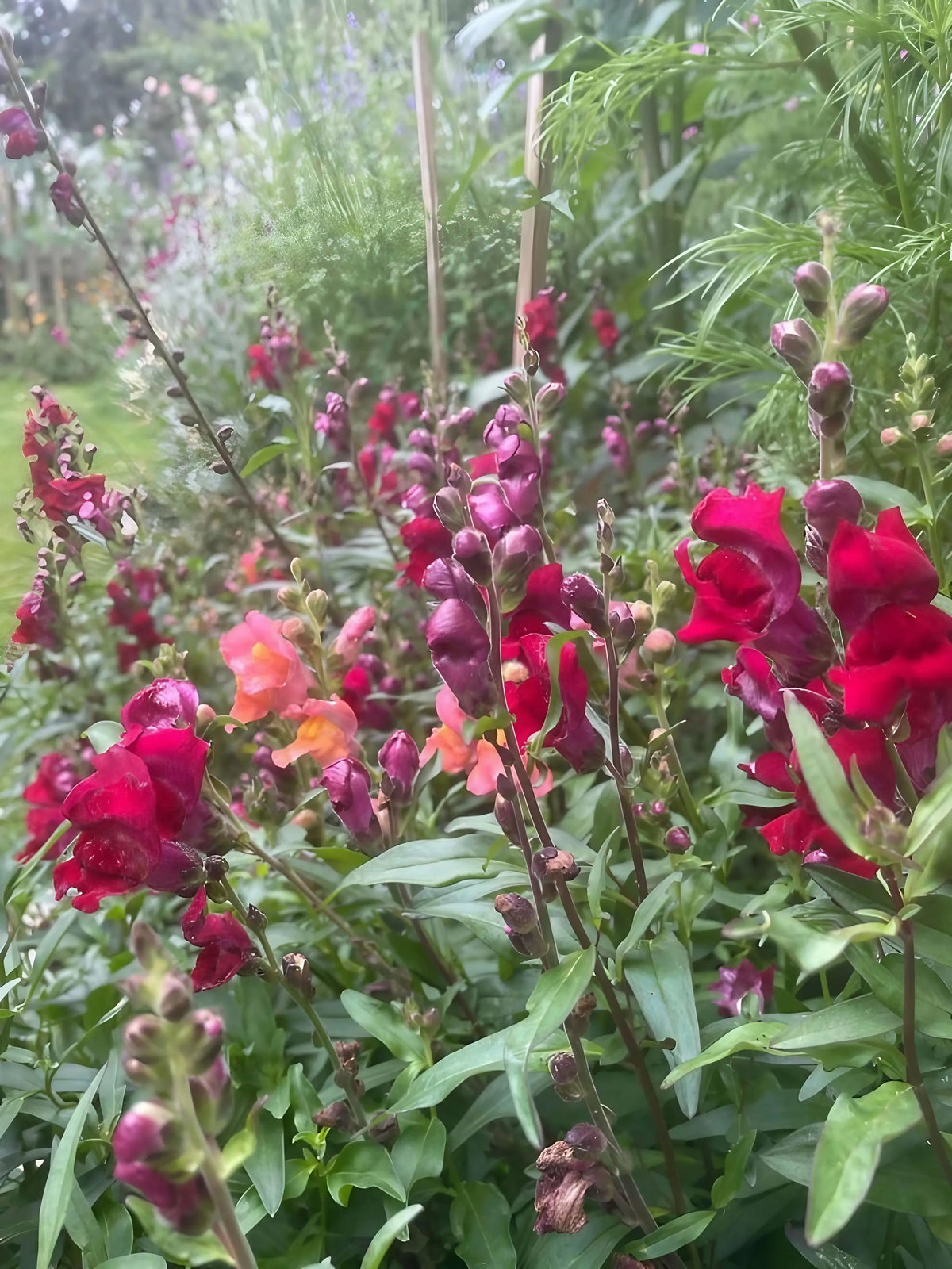 A lush garden features Antirrhinum Crown Mixed by Bishy Barnabees Cottage Garden Ltd, with vibrant red, pink, and orange snapdragon blooms standing out among green foliage and tall stems on a cloudy day.