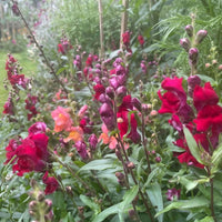 A lush garden features Antirrhinum Crown Mixed by Bishy Barnabees Cottage Garden Ltd, with vibrant red, pink, and orange snapdragon blooms standing out among green foliage and tall stems on a cloudy day.