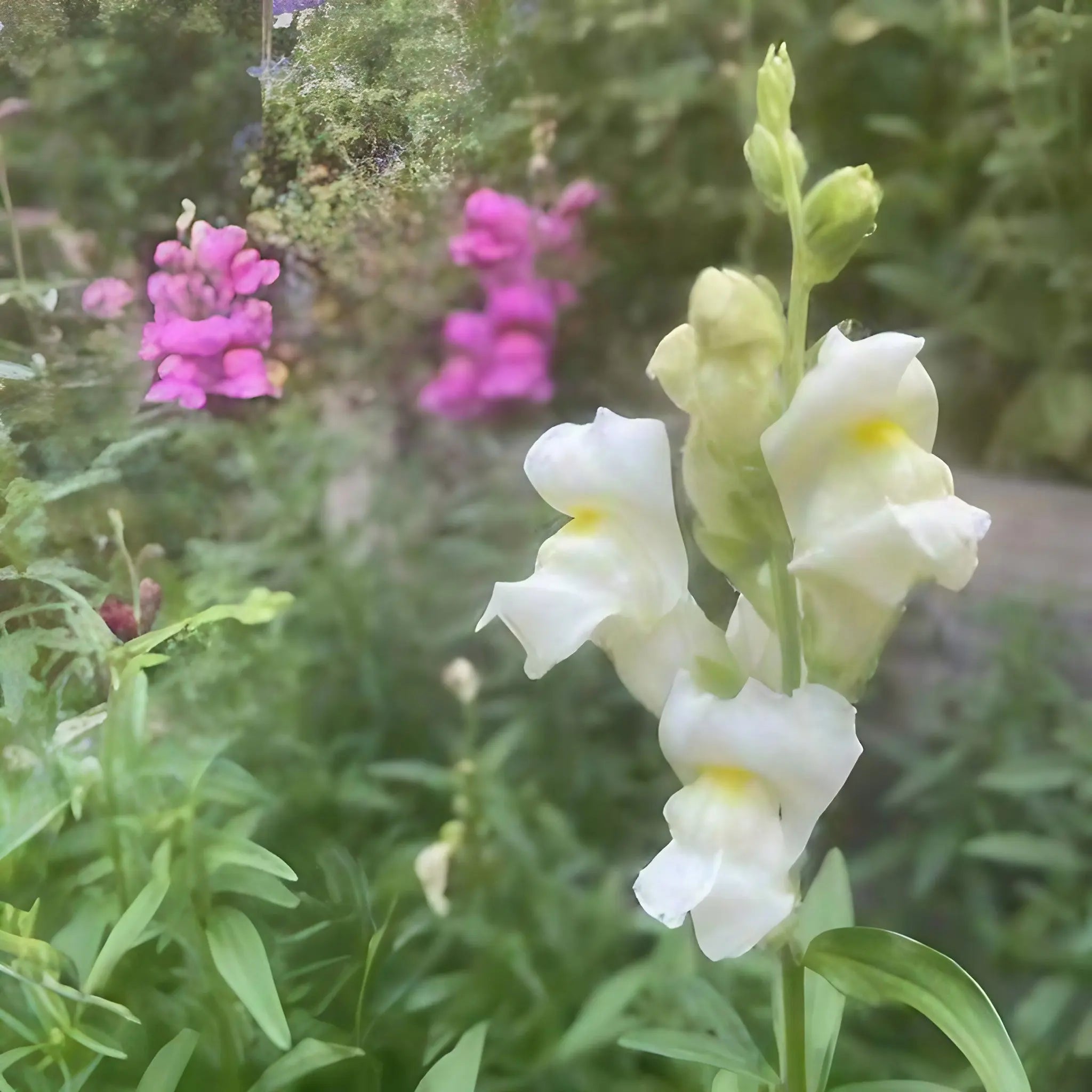 Close-up of an Antirrhinum Crown Mixed bloom from Bishy Barnabees Cottage Garden Ltd, its white petals in sharp focus against lush green foliage, with softly blurred clusters of pink blooms adding natural elegance to the scene.