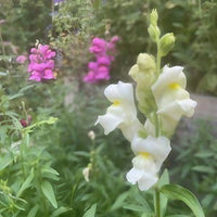 Close-up of an Antirrhinum Crown Mixed bloom from Bishy Barnabees Cottage Garden Ltd, its white petals in sharp focus against lush green foliage, with softly blurred clusters of pink blooms adding natural elegance to the scene.
