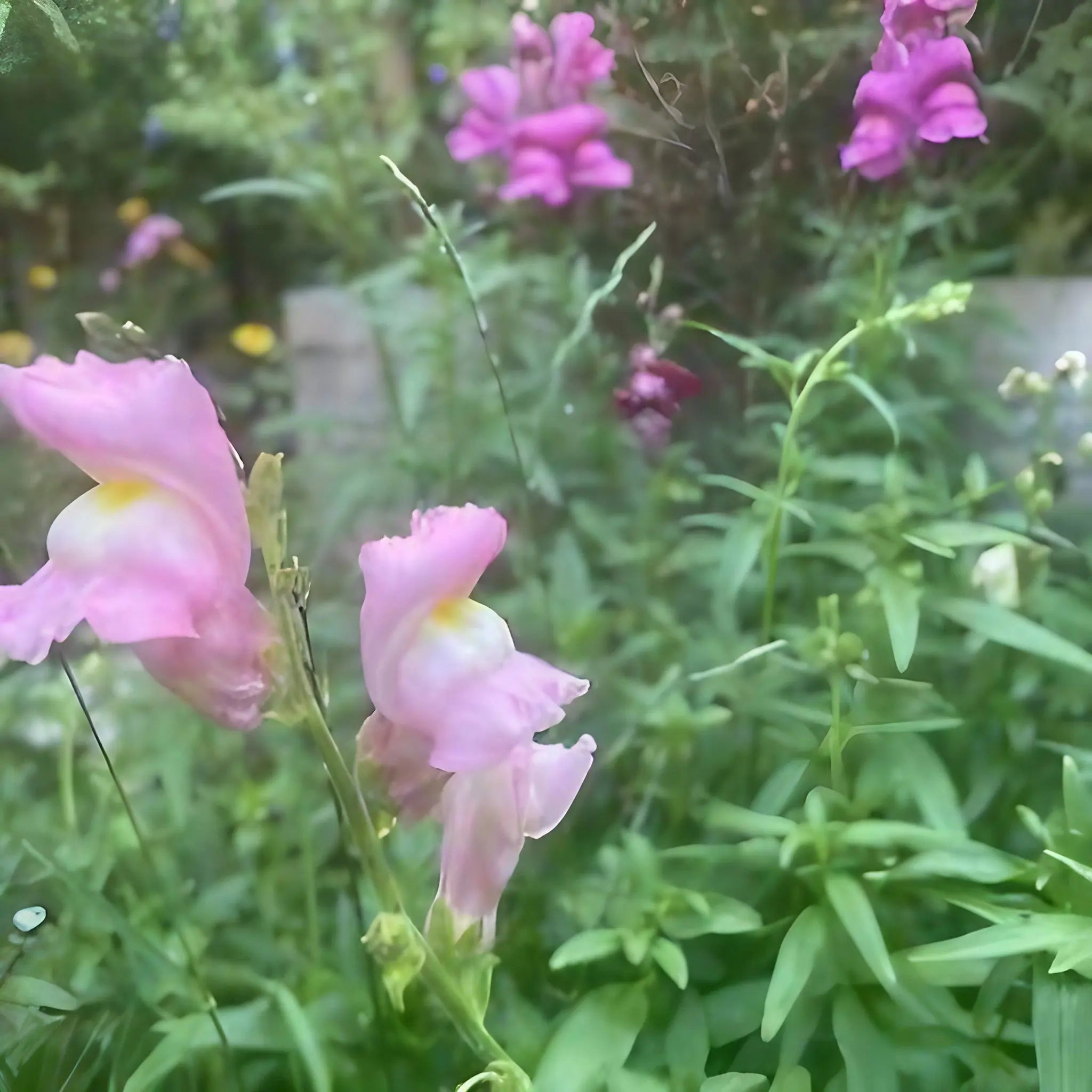 Close-up of Antirrhinum Crown Mixed by Bishy Barnabees Cottage Garden Ltd, featuring light pink blooms in a lush green garden with more vibrant snapdragons and plants softly blurred in the background.