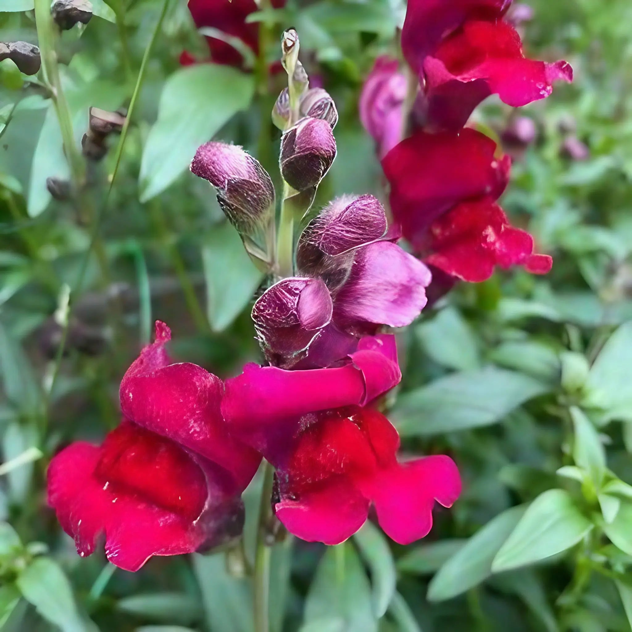 Close-up of Antirrhinum Crown Mixed by Bishy Barnabees Cottage Garden Ltd—vibrant magenta snapdragon blooms with velvety petals, shown at various stages against green leaves and stems.