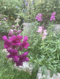 Antirrhinum Crown Mixed by Bishy Barnabees Cottage Garden Ltd features vibrant magenta and pale pink snapdragon blooms set among lush green leaves, captured with a soft, dreamy focus in the garden bed.