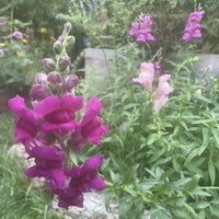 Antirrhinum Crown Mixed by Bishy Barnabees Cottage Garden Ltd features vibrant magenta and pale pink snapdragon blooms set among lush green leaves, captured with a soft, dreamy focus in the garden bed.