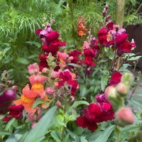 Antirrhinum Crown Mixed by Bishy Barnabees Cottage Garden Ltd features vibrant snapdragon blooms in red, orange, and pink among lush green leaves, adding brilliant color to any garden.