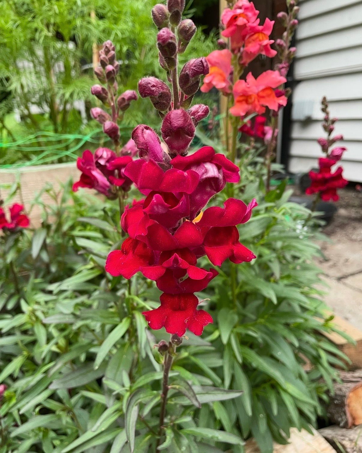 A close-up of vibrant Antirrhinum Crown Mixed by Bishy Barnabees Cottage Garden Ltd blooms in a garden, surrounded by lush green leaves and other snapdragon flowers, creating a lively scene along the house siding.