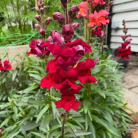 A close-up of vibrant Antirrhinum Crown Mixed by Bishy Barnabees Cottage Garden Ltd blooms in a garden, surrounded by lush green leaves and other snapdragon flowers, creating a lively scene along the house siding.