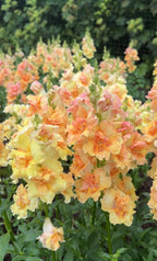 Clusters of Antirrhinum DoubleShot Peach flowers from Bishy Barnabees Cottage Garden Ltd bloom in the garden, their peach and yellow petals glistening with dewdrops against lush green foliage, creating a soft natural border for the scene.