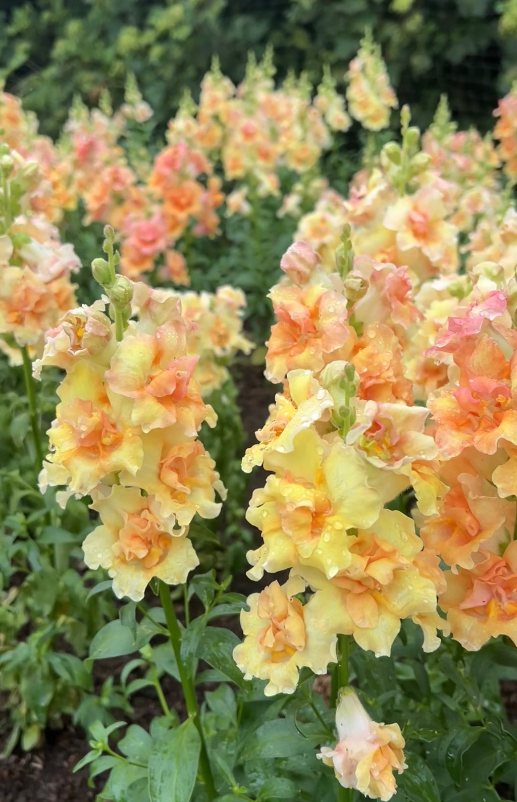 Clusters of Antirrhinum DoubleShot Peach by Bishy Barnabees Cottage Garden Ltd bloom in pale yellow and peach, set against lush green foliage with a soft, leafy background.