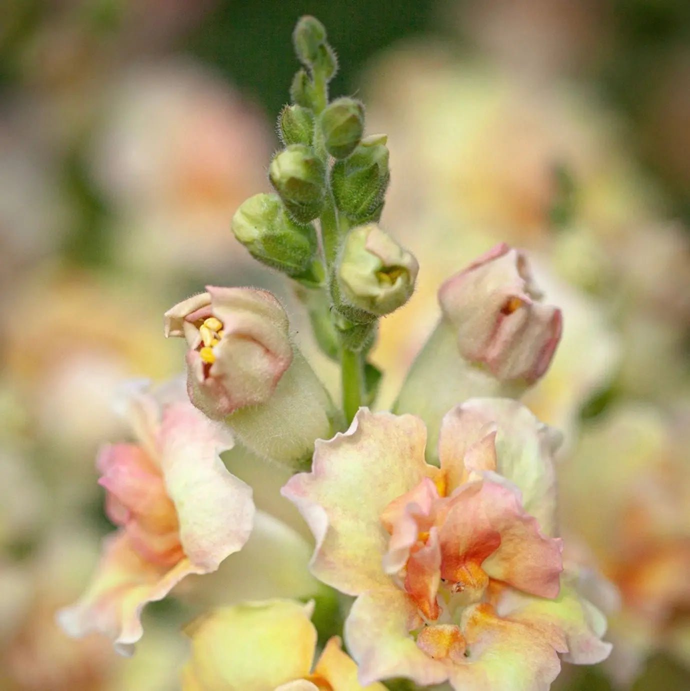 A close-up of Antirrhinum DoubleShot Peach by Bishy Barnabees Cottage Garden Ltd, showing pastel yellow, peach, and pink petals with green buds against a softly blurred background and a subtle border-radius effect.