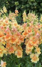 Antirrhinum DoubleShot Peach by Bishy Barnabees Cottage Garden Ltd features peach and yellow snapdragon blooms with lush green foliage, creating a dense, vibrant display perfect for enhancing your garden borders.