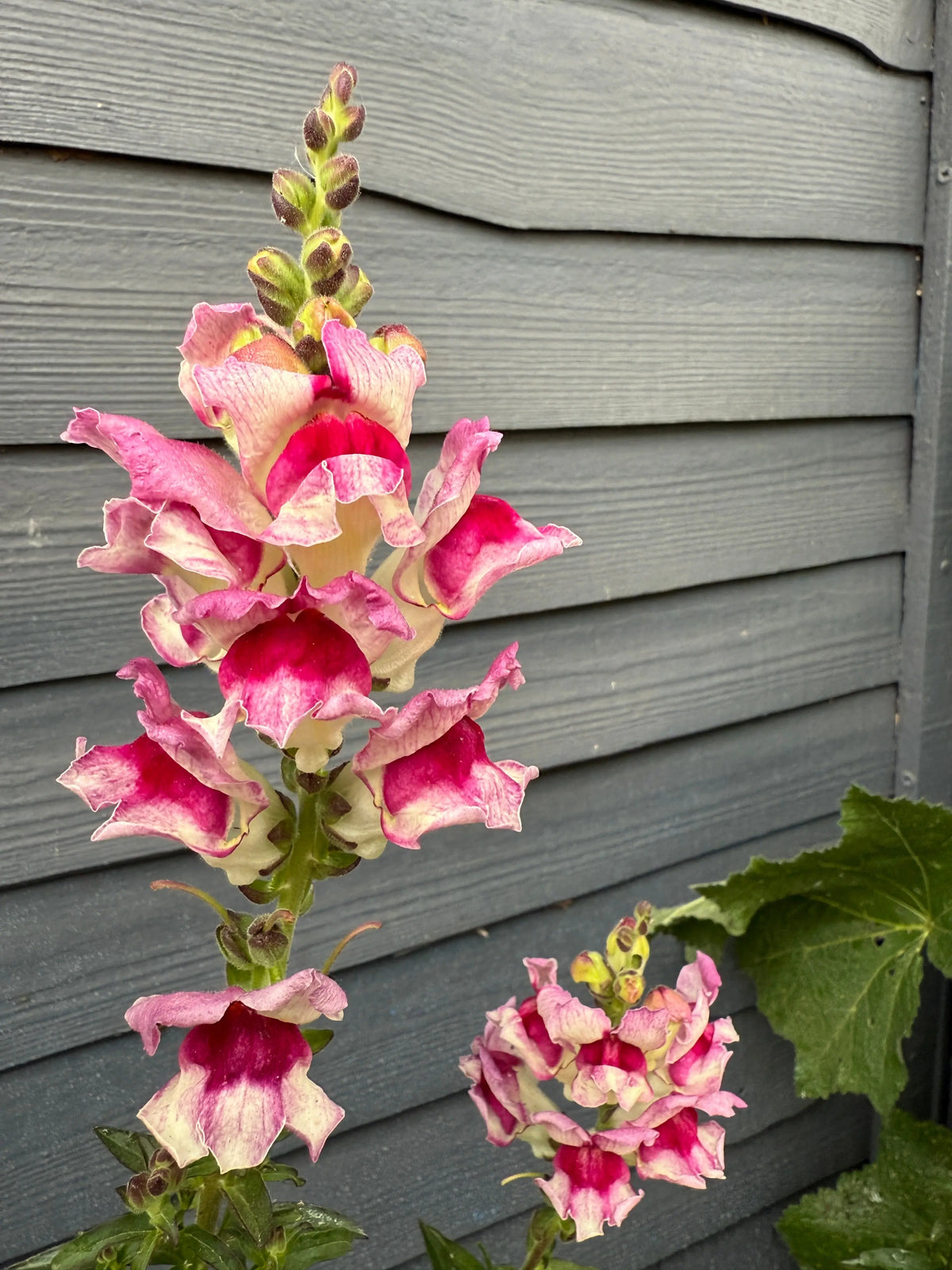 Antirrhinum Lucky Lips from Bishy Barnabees Cottage Garden Ltd features tall pink and white blooms in front of a dark gray wooden fence, with lush green leaves forming a vibrant base.
