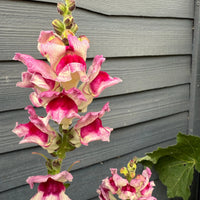 Antirrhinum Lucky Lips from Bishy Barnabees Cottage Garden Ltd features tall pink and white blooms in front of a dark gray wooden fence, with lush green leaves forming a vibrant base.