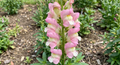 Antirrhinum Sweet Duet Apple Blossom – pink and white snapdragon flowers in a garden