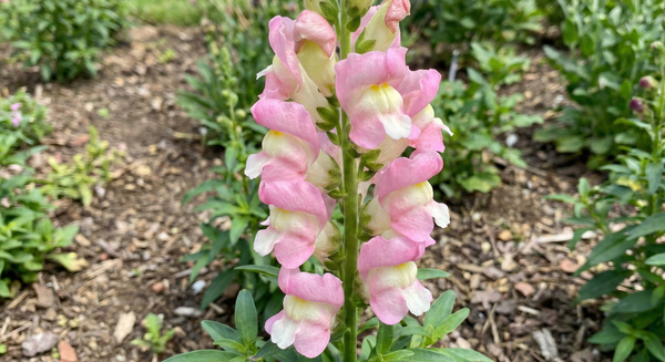 A close-up of Antirrhinum Sweet Duet Apple Blossom by Bishy Barnabees Cottage Garden Ltd shows its pink and white petals curved gracefully, blooming outdoors among green leaves and soil in a lush garden setting.