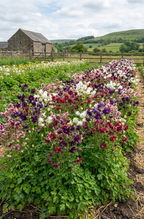 Aquilegia Barlow Mixed (Aquilegia vulgaris) in purple, white and pink by a wooden fence