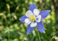 A close-up of Aquilegia Columbine Blue by Bishy Barnabees Cottage Garden Ltd, showing its blue and white petals with yellow stamens against a softly blurred green background.