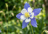A close-up of Aquilegia Columbine Blue by Bishy Barnabees Cottage Garden Ltd, showing its blue and white petals with yellow stamens against a softly blurred green background.