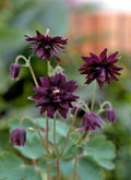 Aquilegia Miss M I Huish (Aquilegia vulgaris) – dark plum double flowers and buds