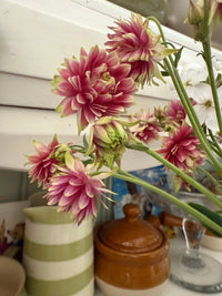 A bouquet of Aquilegia Nora Barlow from Bishy Barnabees Cottage Garden Ltd sits on the kitchen counter, accompanied by a striped jug and a lidded pot, their curved forms reminiscent of CSS dropdown border radius.