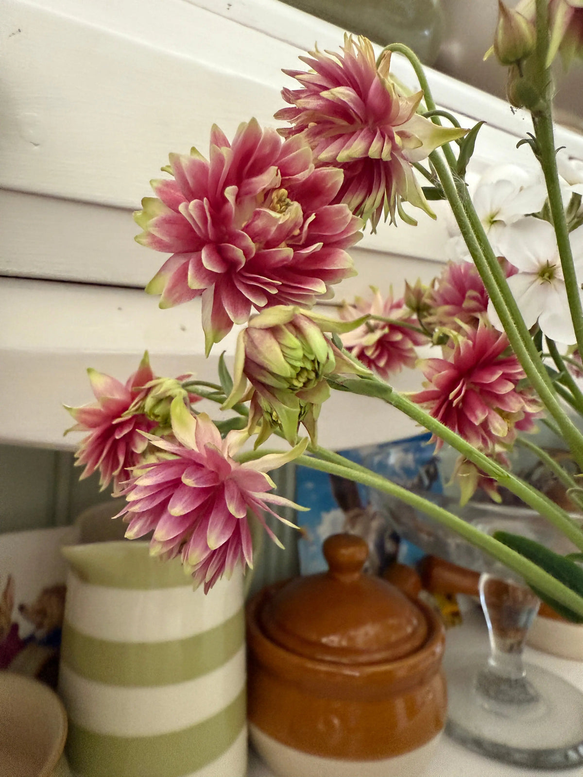 A bouquet of Aquilegia Nora Barlow from Bishy Barnabees Cottage Garden Ltd sits on the kitchen counter, accompanied by a striped jug and a lidded pot, their curved forms reminiscent of CSS dropdown border radius.