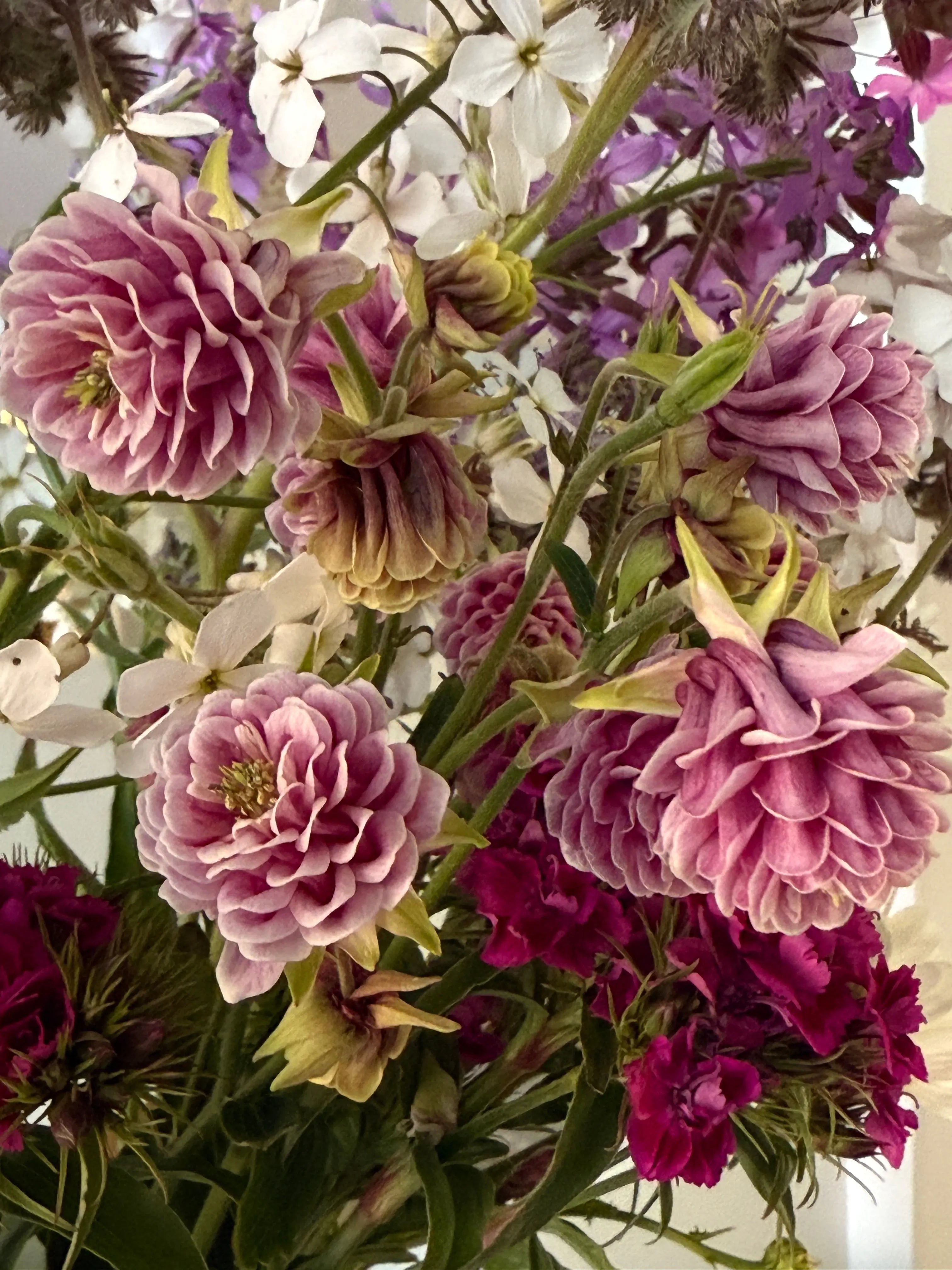 A close-up of Aquilegia Nora Barlow by Bishy Barnabees Cottage Garden Ltd, showing pink pompom-like blooms, white star-shaped flowers, and deep magenta accents among lush green leaves—every curved detail beautifully captured.