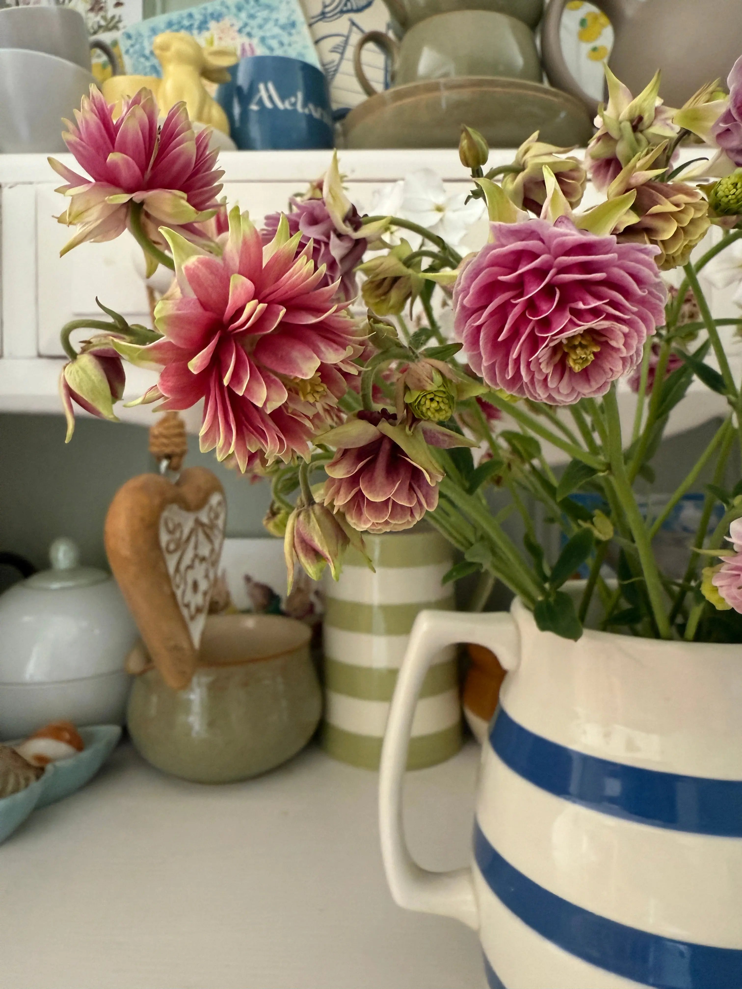 A bouquet of Aquilegia Nora Barlow by Bishy Barnabees Cottage Garden Ltd in a striped blue and white jug sits on a shelf with pottery and cups, adding charm and coziness to your kitchen décor.