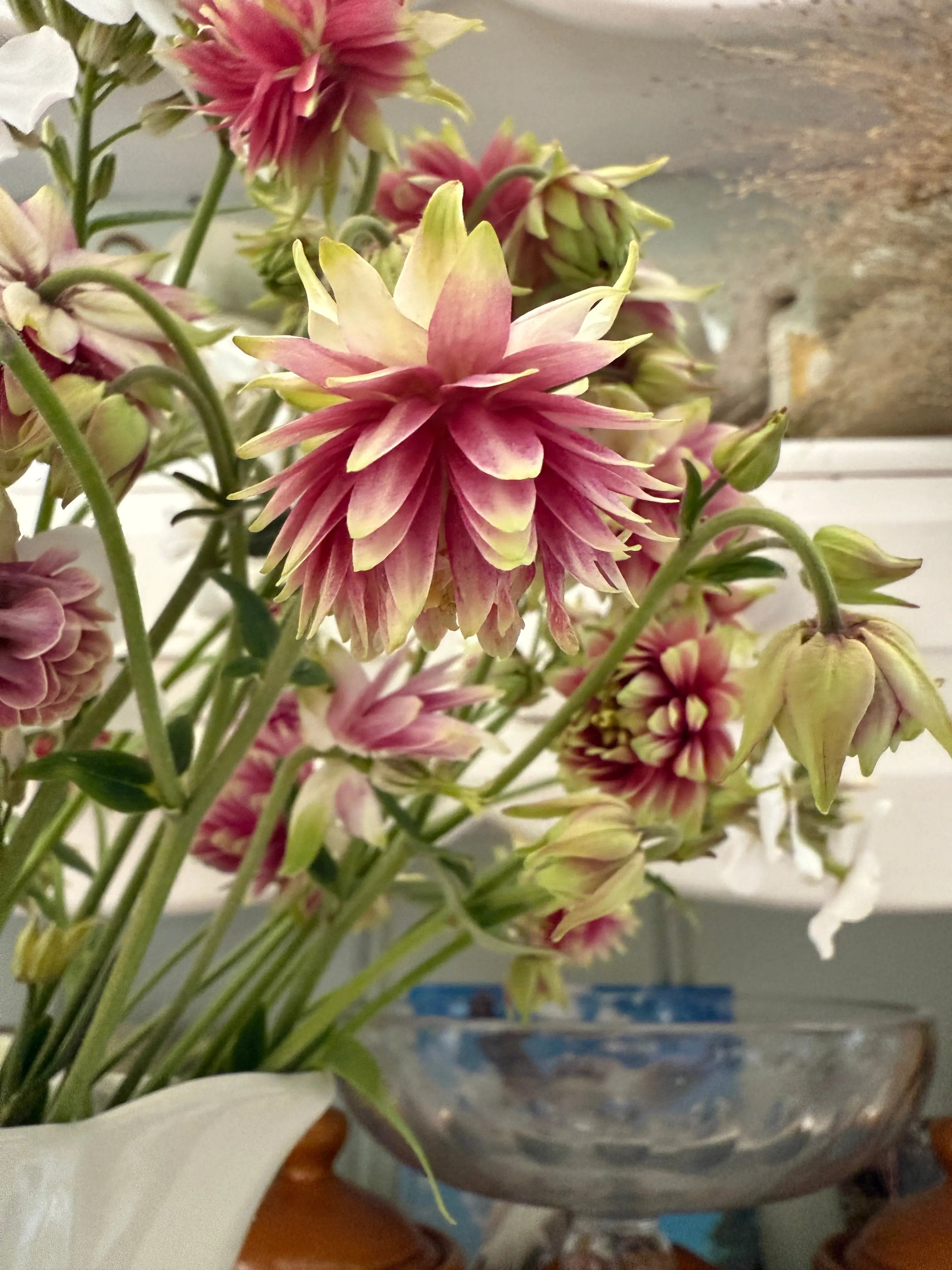 A close-up of Aquilegia Nora Barlow by Bishy Barnabees Cottage Garden Ltd—pink and yellow blooms with pointed petals in a white vase, green stems and buds around them, set before softly blurred shelves and kitchenware.