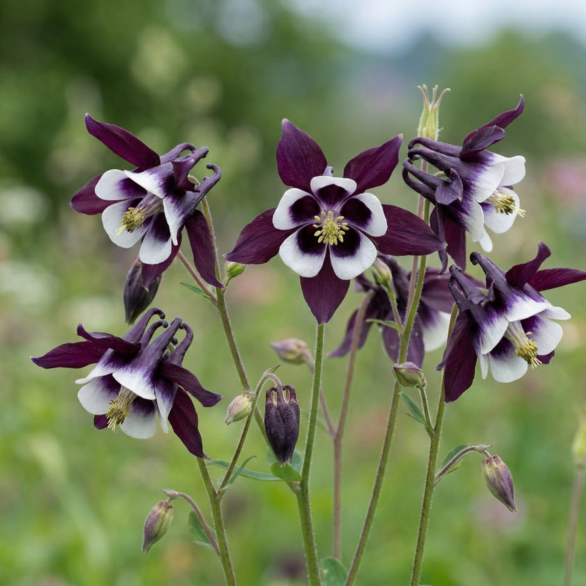 Aquilegia William Guinness (Aquilegia vulgaris) – deep purple and white bicolour flowers