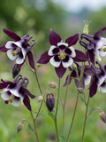 Aquilegia William Guinness