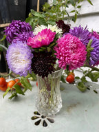 Aster Duchess Mixed (Callistephus chinensis) in a glass vase in purple, pink, white and burgundy