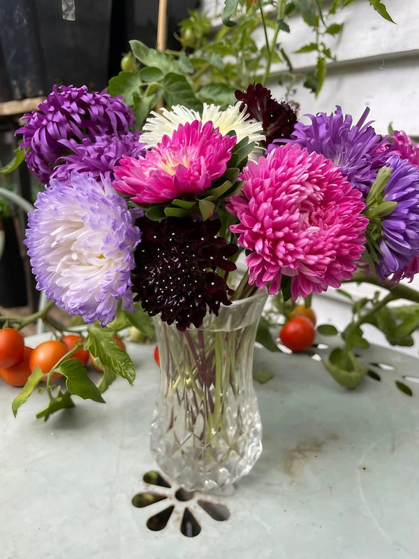 Bishy Barnabees Cottage Garden Ltd’s Aster Duchess Mixed in a clear glass vase displays purple, pink, white, and dark burgundy blooms on a table with cherry tomatoes and green leaves in the background.