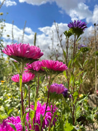 A bed of Bishy Barnabees Cottage Garden Ltd's Aster Duchess Mixed blooms in pink and purple, green stems reaching up like borders beneath a bright blue sky dotted with fluffy white clouds seen from below.
