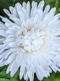 Close-up of a blooming Aster Duchess Mixed by Bishy Barnabees Cottage Garden Ltd, its layered petals elegantly surrounding the center, with hints of softly blurred green foliage in the background.