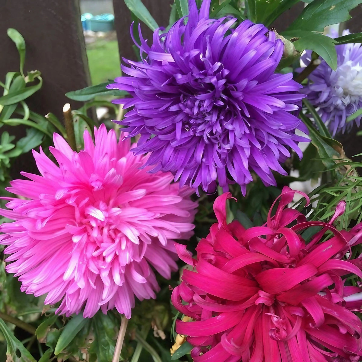 Pink, purple and deep red Aster Ostrich Plume flowers by a dark wooden fence