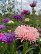 Aster Peony Mix (Callistephus chinensis) – light pink blooms with purple and white asters