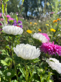 Close-up of Bishy Barnabees Cottage Garden Ltd's Aster Peony Mix—white, pink, and purple blooms in a sunlit garden with lush green foliage and a softly blurred background that frames these vibrant flowers beautifully.