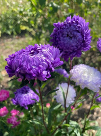Close-up of vibrant purple and white Aster Peony Mix by Bishy Barnabees Cottage Garden Ltd, blooming amid green leaves with a softly blurred, sunlit background for a natural effect.
