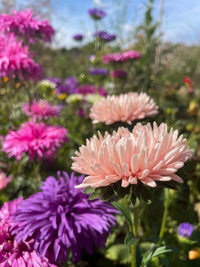 Close-up of Aster Peony Mix by Bishy Barnabees Cottage Garden Ltd, showcasing pale pink and vibrant purple blossoms with green stems. Sunlit petals stand out against a soft-focus background, highlighting their delicate beauty.