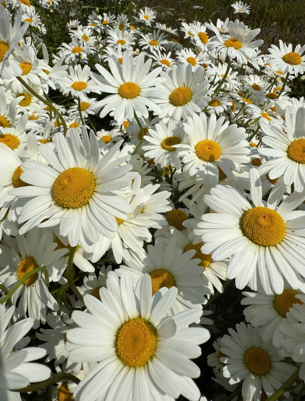 A dense cluster of Oxeye Daisies from Bishy Barnabees Cottage Garden, their white petals and bright yellow centers bask in sunlight, filling the frame—a vibrant choice for rewilding projects.